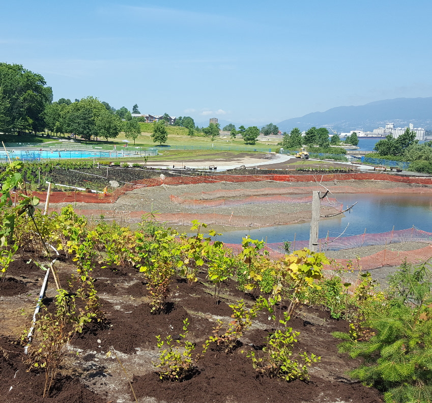 New Brighton Park Restoration Planting